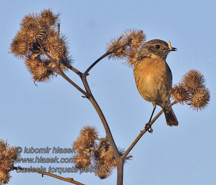 Saxicola torquata