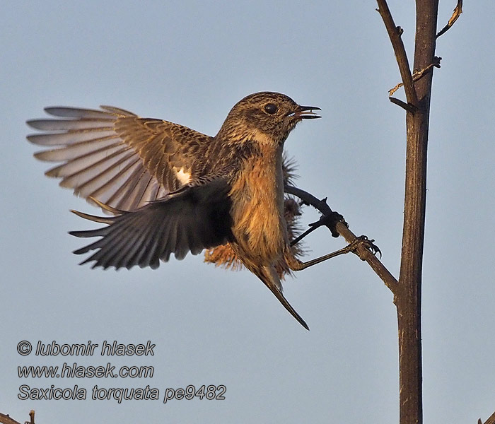 Saxicola torquata