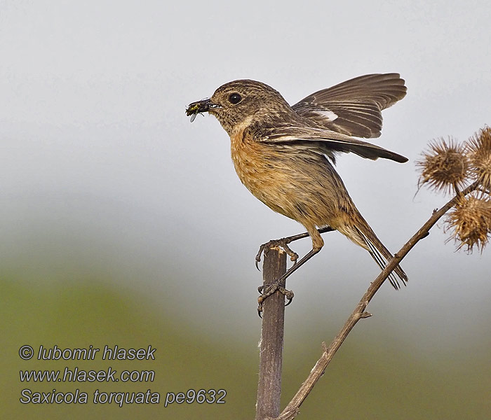 Saxicola torquata