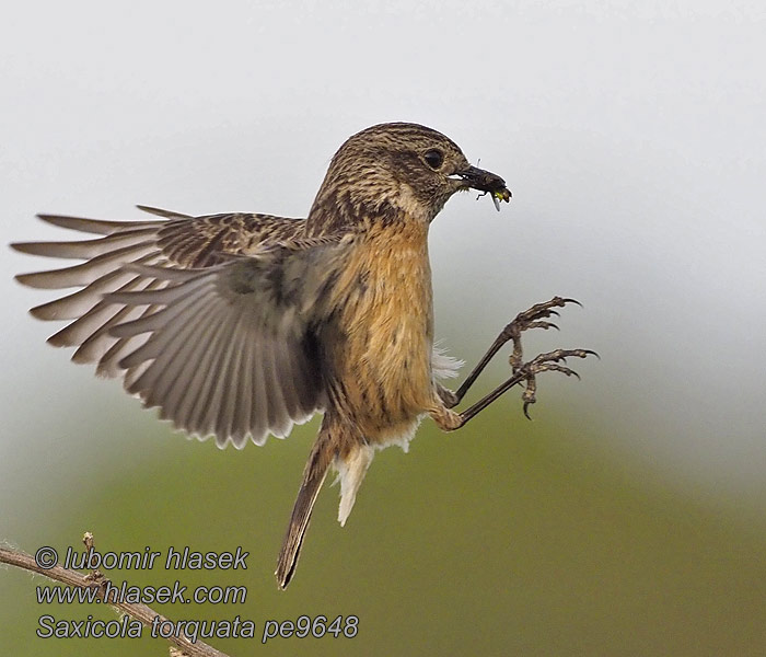 Saxicola torquata