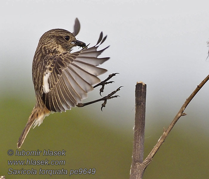 Saxicola torquata