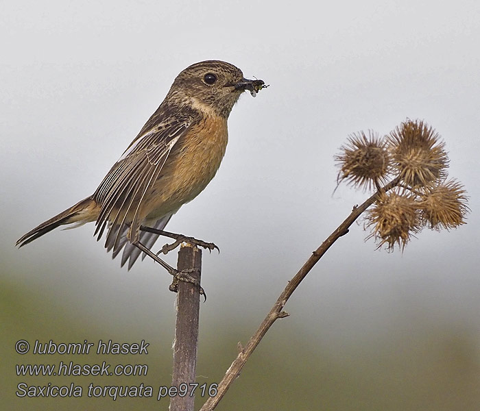 Saxicola torquata