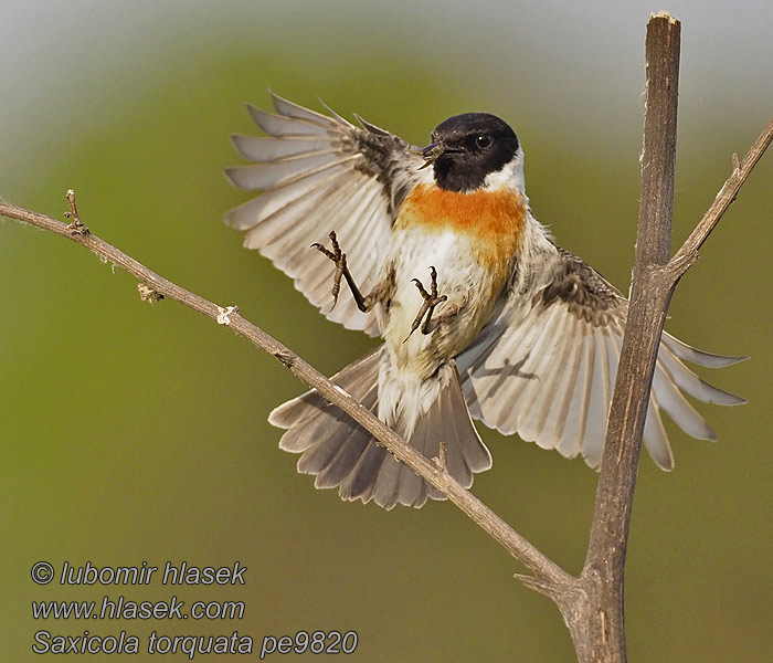 Saxicola torquata