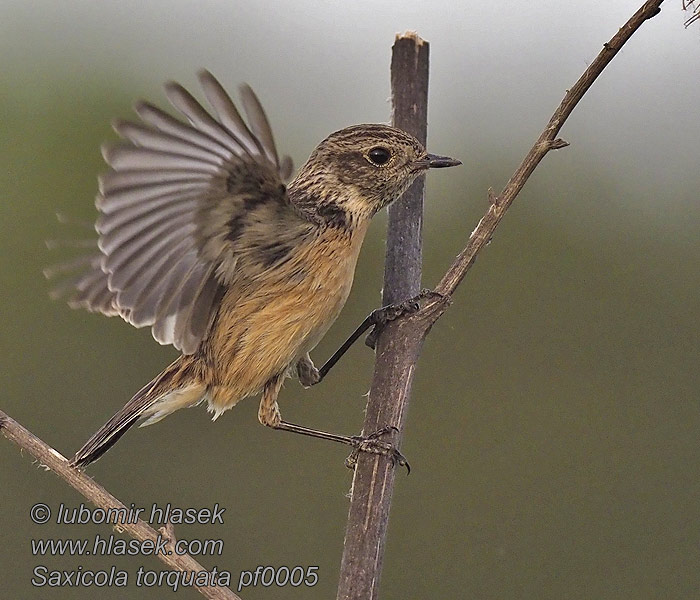 Cigánycsuk Saxicola torquata