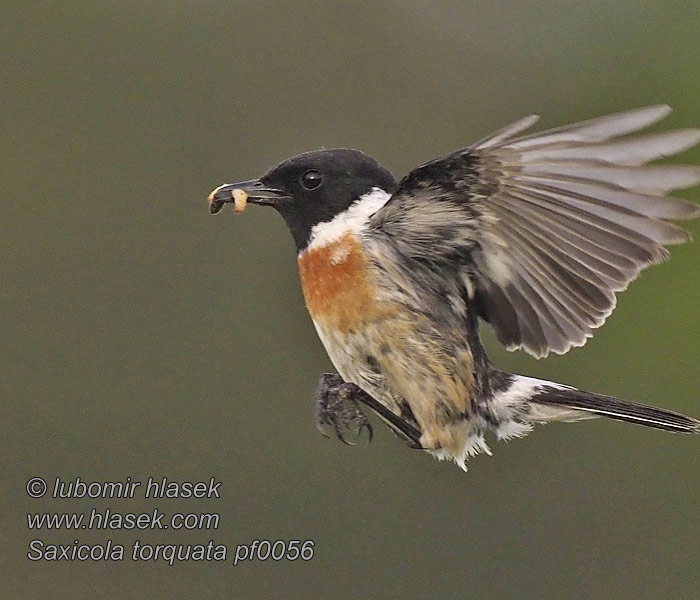 Bontrokkie Saxicola torquata