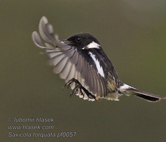 アフリカノビタキ Saxicola torquata