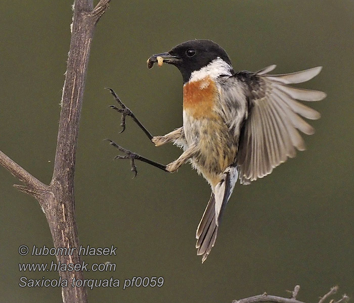 Svarthakad buskskvätta Saxicola torquata