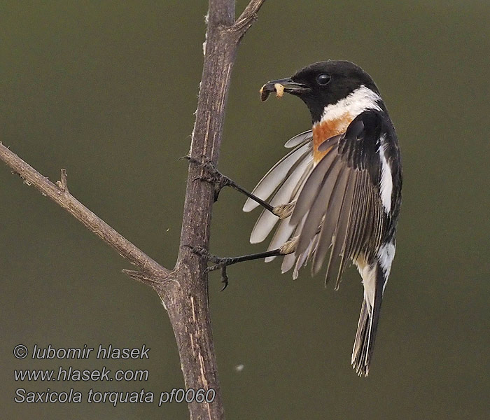 Svartstrupe Saxicola torquata