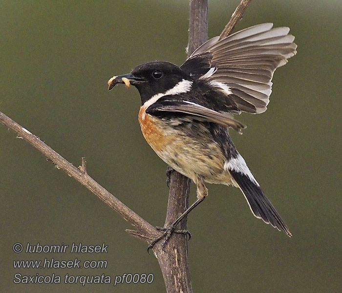 Mustapäätasku Saxicola torquata