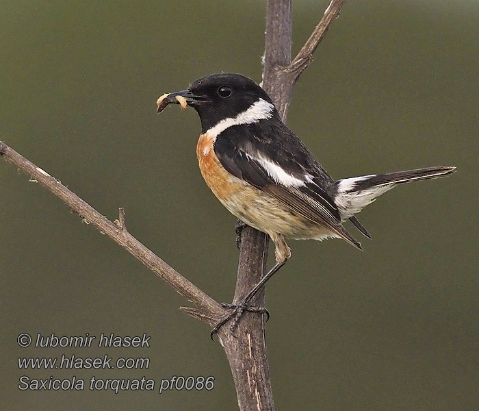 Roodborsttapuit Saxicola torquata