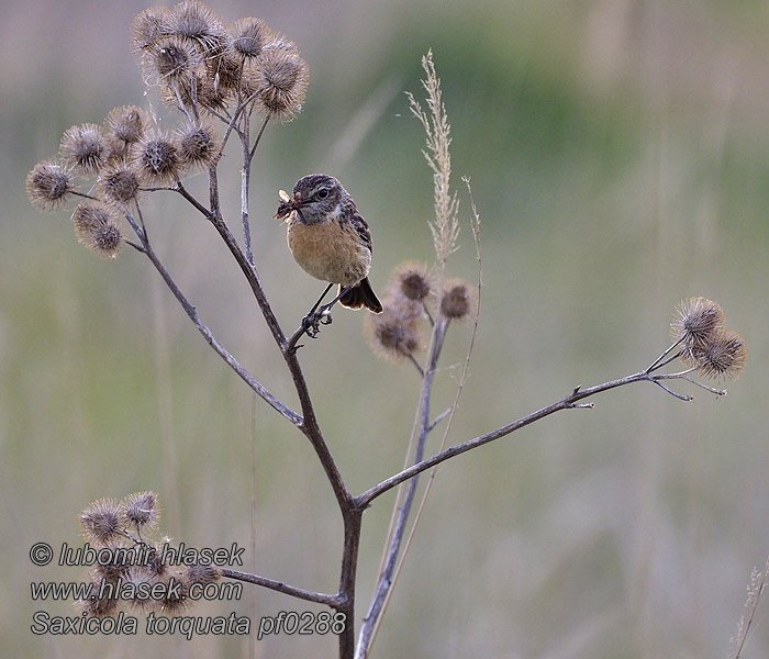 Schwarzkehlchen Saxicola torquata