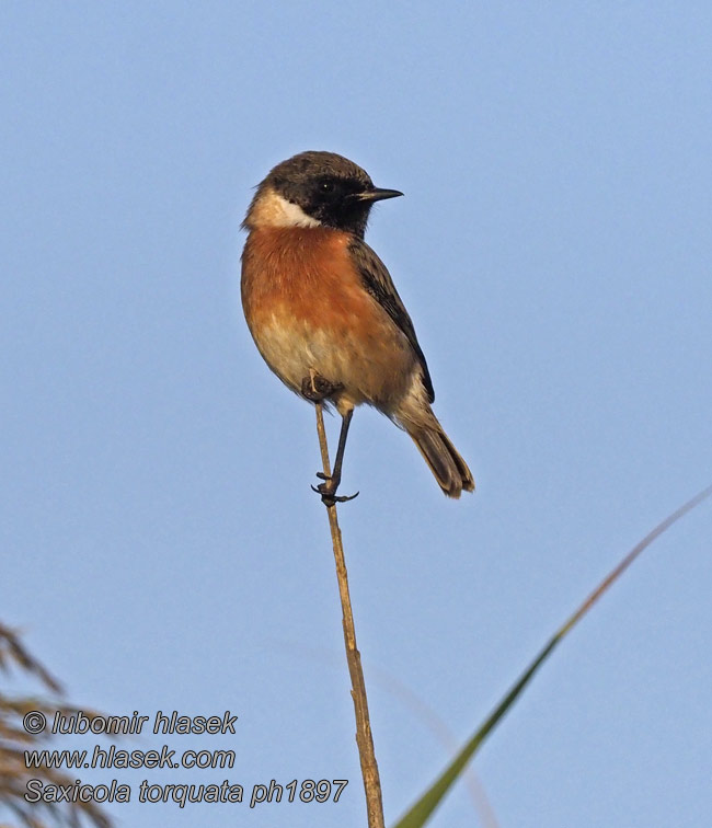 Stonechat Saxicola torquata