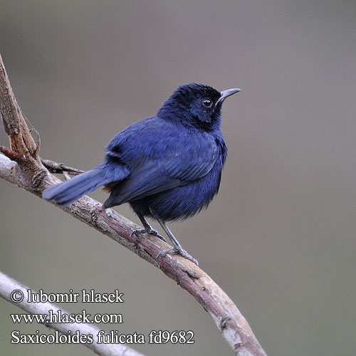 Saxicoloides fulicata fulicatus Skalník indický černohřbetý Strauchschmätzer Pseudotraquet indien Pettirosso indiano インドヒタキ Tuintapuit Opocznik Indisk näktergal Tarabilla Terrestre Hvidvinget Sortstjert