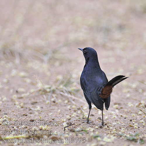 Strauchschmätzer Pseudotraquet indien Pettirosso indiano インドヒタキ Tuintapuit Opocznik Indisk näktergal Tarabilla Terrestre Hvidvinget Sortstjert Saxicoloides fulicata fulicatus Skalník indický černohřbetý