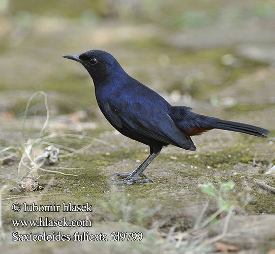 インドヒタキ Tuintapuit Opocznik Indisk näktergal Tarabilla Terrestre Hvidvinget Sortstjert Saxicoloides fulicata fulicatus Skalník indický černohřbetý Strauchschmätzer Pseudotraquet indien Pettirosso indiano