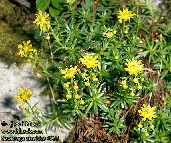 Saxifraga aizoides