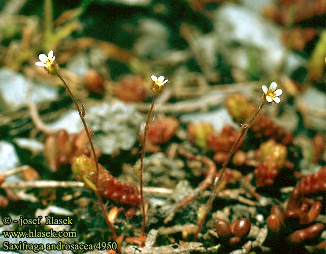 Saxifraga androsacea