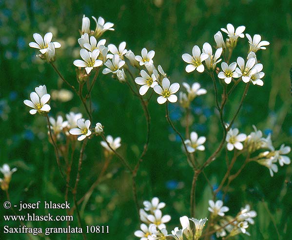 Saxifraga granulata Lomikámen zrnatý Knöllchen-Steinbrech Meadow saxifrage