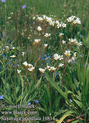 Meadow saxifrage Skalnica ziarenkowata Saxifrage granulée Kornet Stenbræk