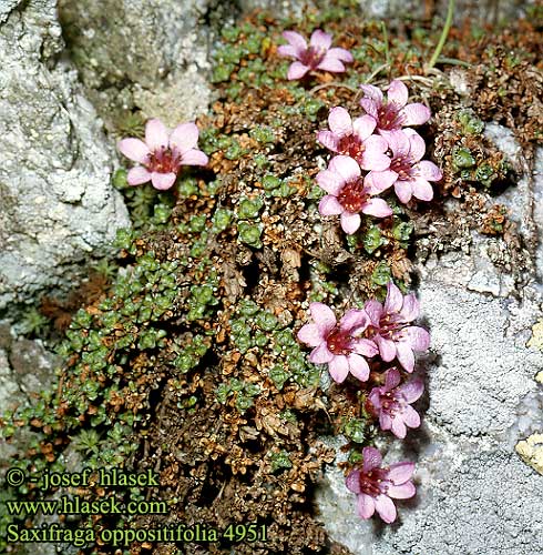 Saxifraga oppositifolia