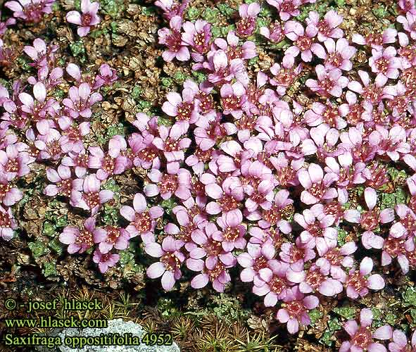 Saxifraga oppositifolia