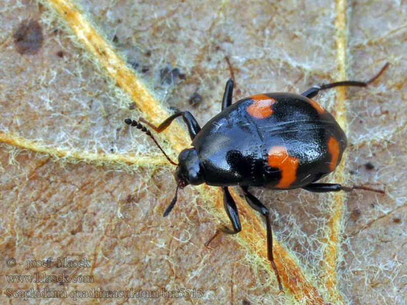 Gevlekte schimmelkever Scaphidium quadrimaculatum