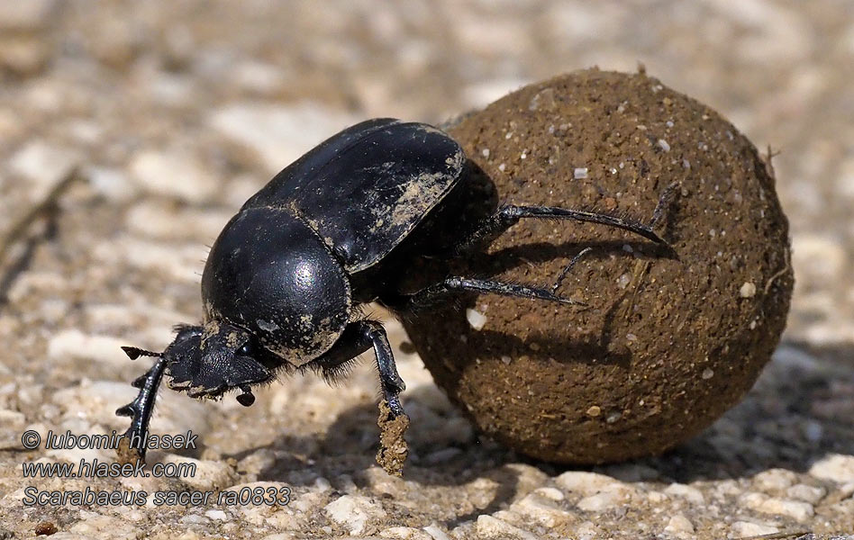 Skarabeus posvätný Escarabajo pelotero grande Helig skarabé Pillerbagge Mumiebagge