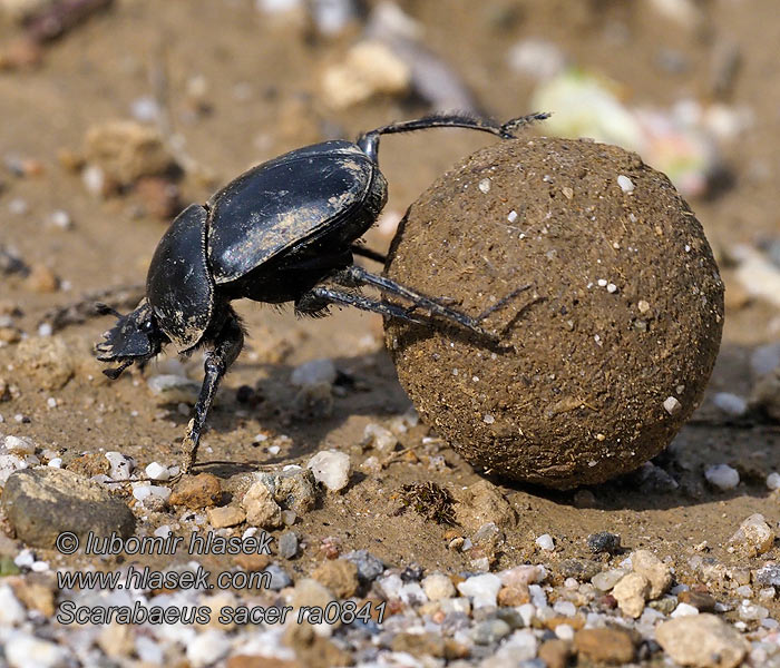 Vruboun posvátný Scarabaeus sacer