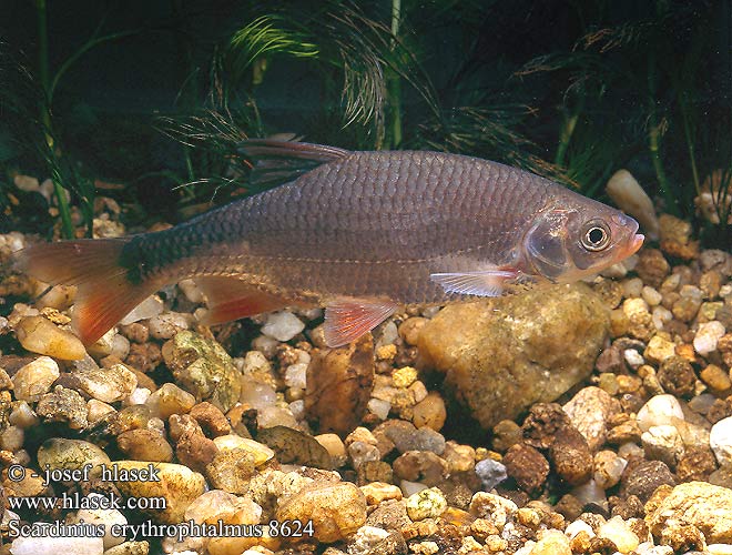 Scardinius erythrophthalmus Common rudd Perlín ostrobřichý