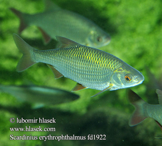 Scardinius erythrophthalmus fd1922