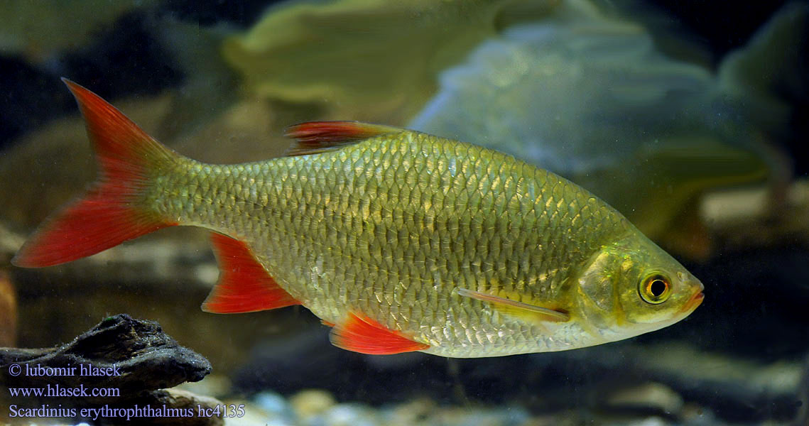 Scardola Paprastoji raudė Vörösszárnyú keszeg Ruisvoorn