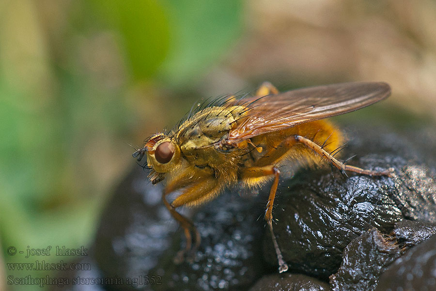 はヒメフンバエ Közönséges trágyalégy Scathophaga stercoraria