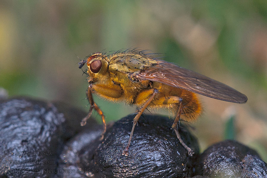 粪蝇的一种粪蝇 Mosca gialla Gjødselfluer Scathophaga stercoraria