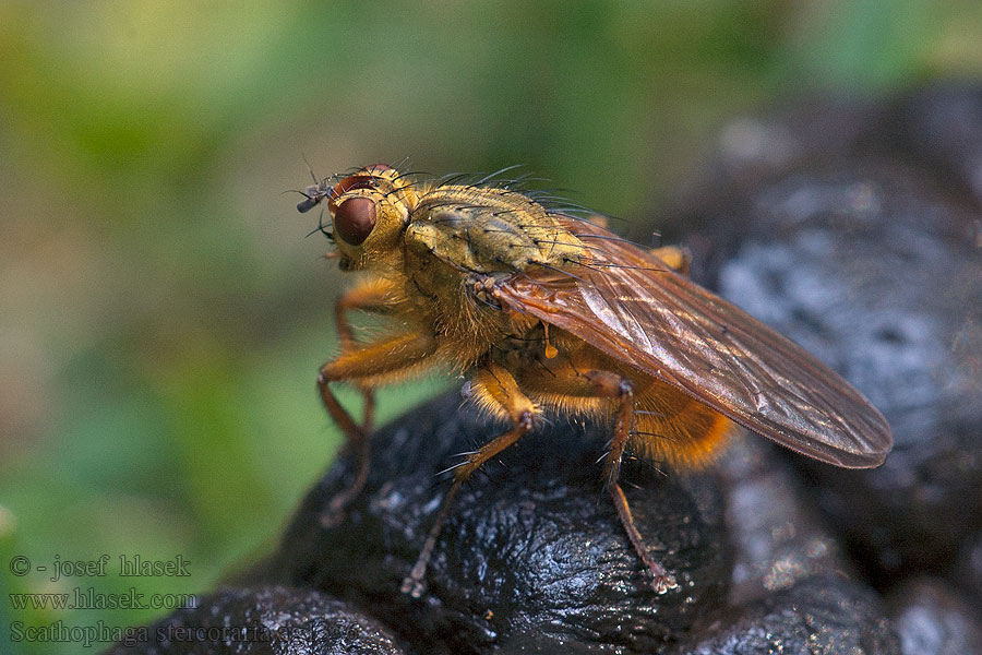 Mouche merde fumier Strontvlieg Scathophaga stercoraria