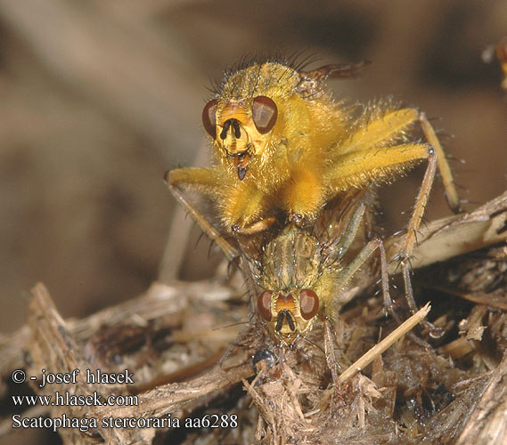 Scathophaga stercoraria Výkalnice hnojní Golden Yellow Dung Fly Gelbe Dungfliege Mouche merde fumier Strontvlieg 粪蝇的一种粪蝇 Mosca gialla Gjødselfluer はヒメフンバエ Közönséges trágyalégy Cuchna nawozowa Навозница рыжая Lajniarka žltá Mosca amarilla estiercol Vanlig dyngfluga Gübre Sineği