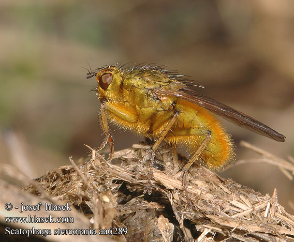 Gelbe Dungfliege Mouche merde fumier Strontvlieg 粪蝇的一种粪蝇 Mosca gialla Gjødselfluer はヒメフンバエ Közönséges trágyalégy Cuchna nawozowa Навозница рыжая Lajniarka žltá Mosca amarilla estiercol Vanlig dyngfluga Gübre Sineği Scatophaga stercoraria Výkalnice hnojní Golden Yellow Dung Fly