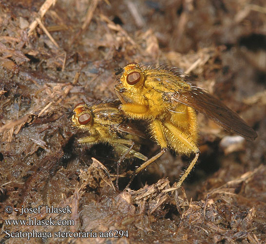 Cuchna nawozowa Навозница рыжая Lajniarka žltá Mosca amarilla estiercol Vanlig dyngfluga Gübre Sineği Scatophaga stercoraria Výkalnice hnojní Golden Yellow Dung Fly Gelbe Dungfliege Mouche merde fumier Strontvlieg 粪蝇的一种粪蝇 Mosca gialla Gjødselfluer はヒメフンバエ Közönséges trágyalégy