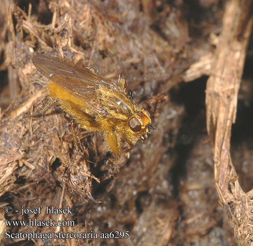 Mosca amarilla estiercol Vanlig dyngfluga Gübre Sineği Scatophaga stercoraria Výkalnice hnojní Golden Yellow Dung Fly Gelbe Dungfliege Mouche merde fumier Strontvlieg 粪蝇的一种粪蝇 Mosca gialla Gjødselfluer はヒメフンバエ Közönséges trágyalégy Cuchna nawozowa Навозница рыжая Lajniarka žltá