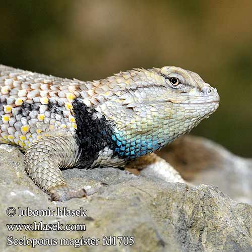 Sceloporus magister Twin-spotted Spiny Lizard Desert Dikenli çöl kerkenkelesi サバクハリトカゲ Leguánek ostnitý Lézard épineux Woestijnstekelleguaan Stekelleguaan Wüstenstachelleguan Legwanik kolczasty Игуана заборная пустынная Leguánik ostnitý Lagarto Espinoso Desierto