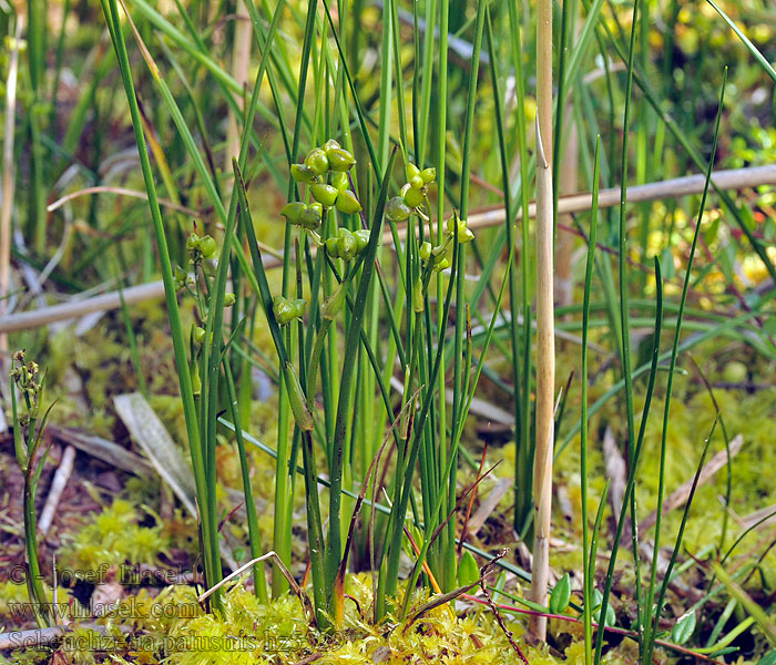 Veenbloembies Sivblomstfamilien Шейхцериевые 芝菜科 日本語 Scheuchzeria palustris