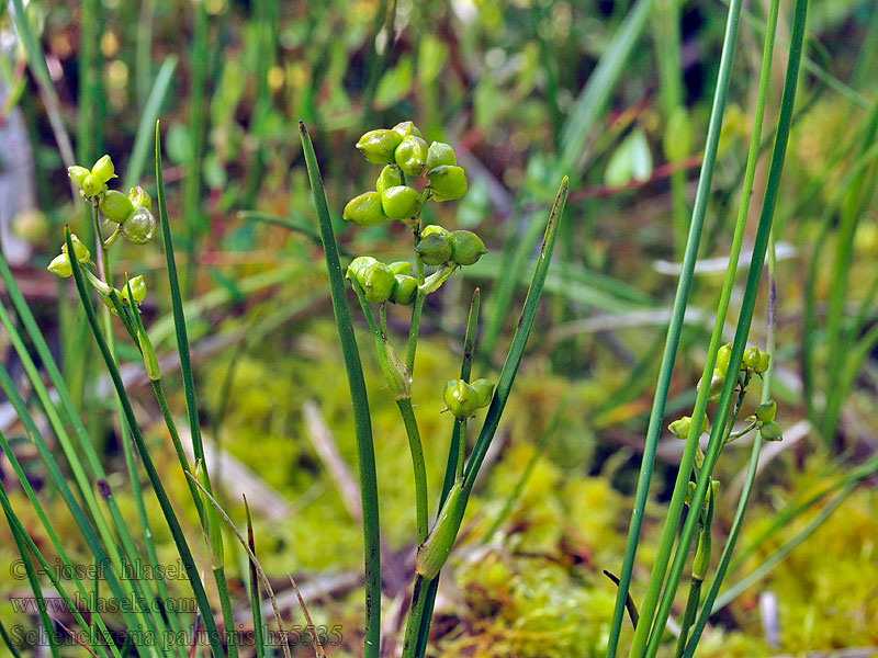 Blatnice bahenní Scheuchzeria palustris