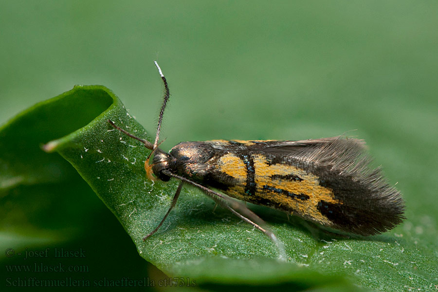 Schiffermuelleria schaefferella