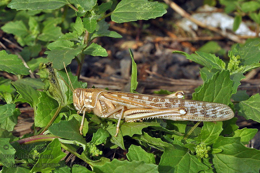 Schistocerca gregaria Saranče pustinná Wüstenheuschrecke Desert locust