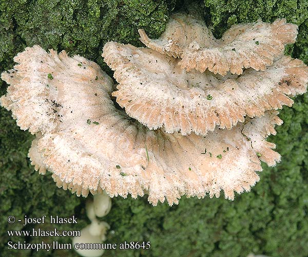 Schizophyllum commune Klanolístka obecná