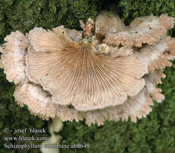 Schizophyllum commune Щелелистник обыкновенный Common porecrust スエヒロタケ