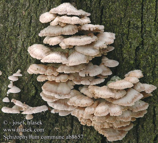 Schizophyllum commune Kløvblad Klyvblad Halkiheltta Schizophylle commun