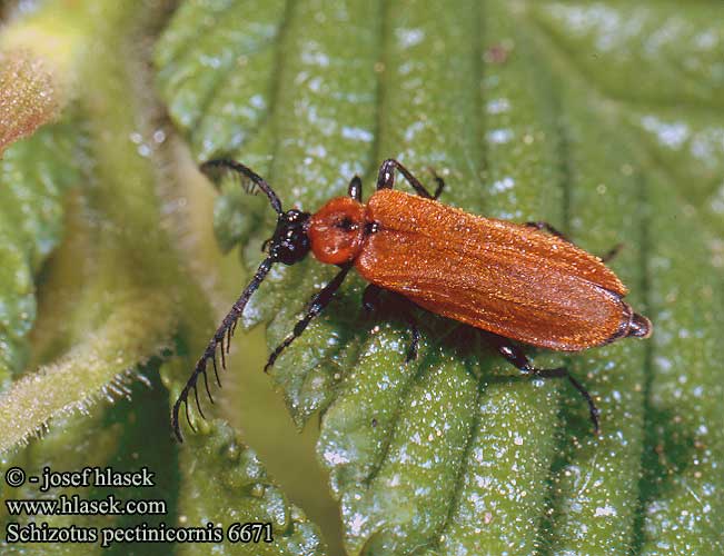 Schizotus pectinicornis Ohniváček hřebenorohý Kleiner Feuerkäfer Mindre kardinalbagge Šukaūsis raudonvabalis Scarce Cardinal beetle Lille kardinalbille Rusohelokuoriainen Kis bíborbogár Огнецветка гребнеусая Červenáček pilorohý