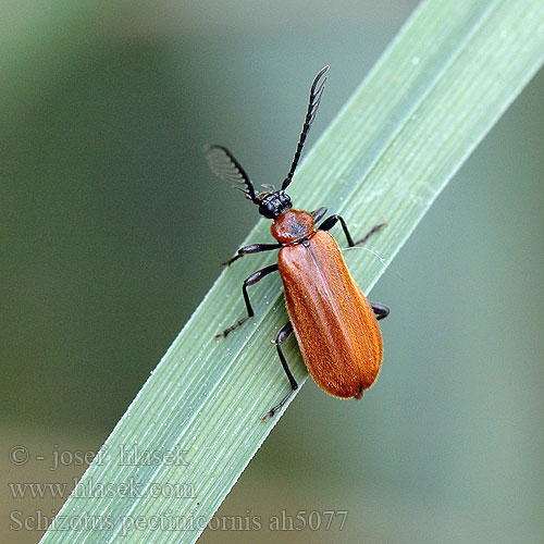 Scarce Cardinal beetle Lille kardinalbille Rusohelokuoriainen Kis bíborbogár Огнецветка гребнеусая Červenáček pilorohý Schizotus pectinicornis Ohniváček hřebenorohý Kleiner Feuerkäfer Mindre kardinalbagge Šukaūsis raudonvabalis