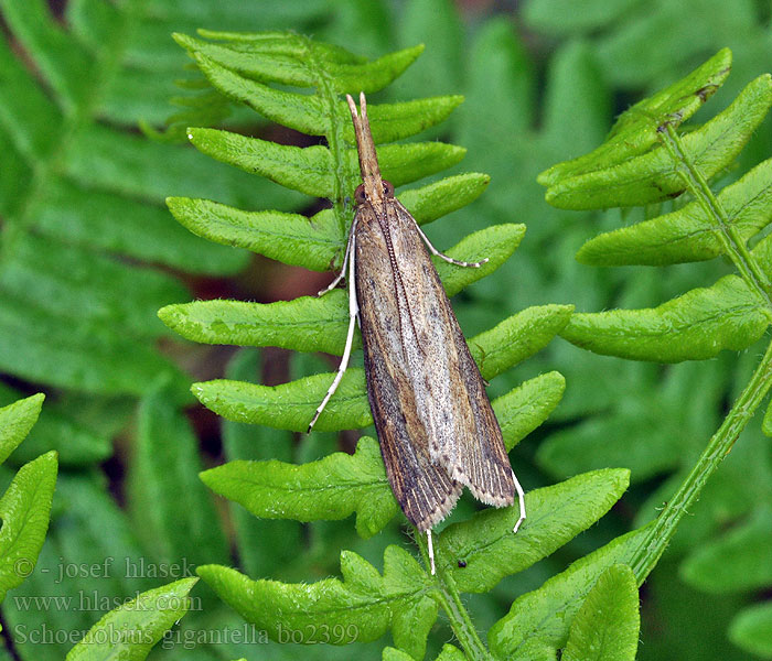 Schoenobius gigantella Travařík velký