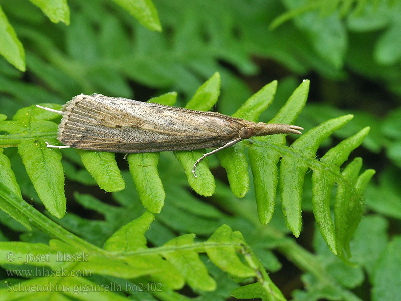 Schoenobius gigantella Stort sävmott